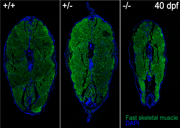 Image of muscular atrophy in 40 days old SMA mutant